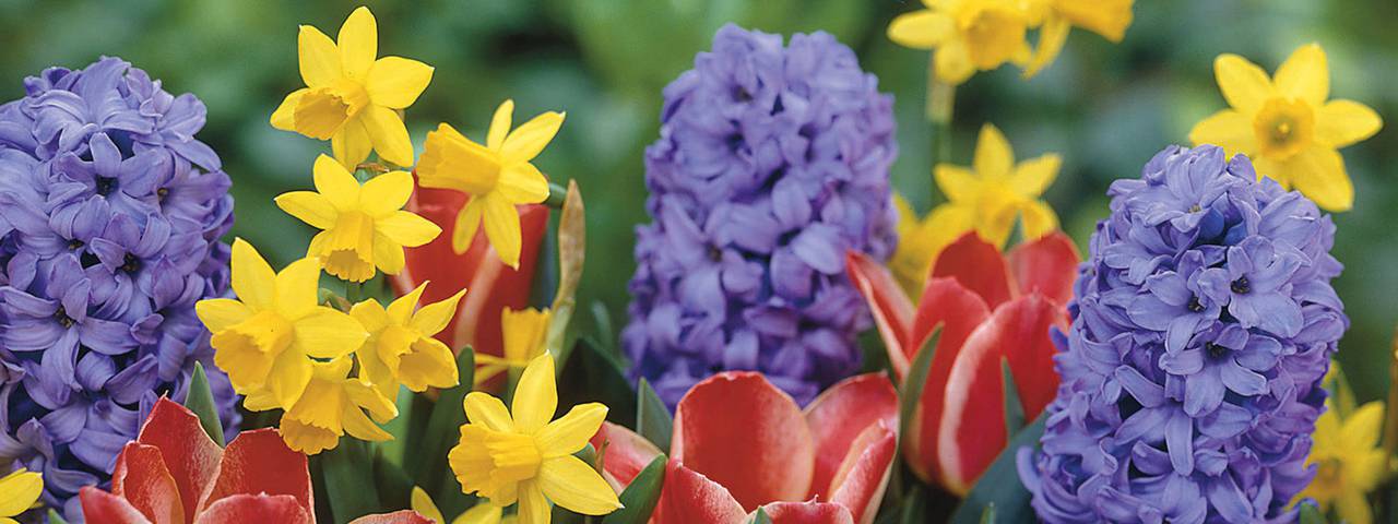slide_tulips