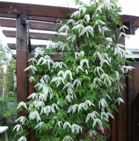 Clematis