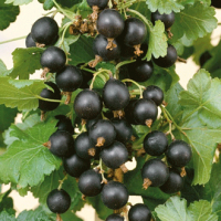 Smorodina