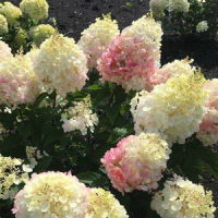 hydrangea-paniculata-raspberrry-pink-2