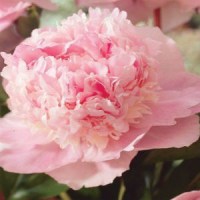 pion-edens-parfum