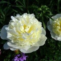 pion-laura-desert