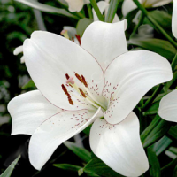 айлайнер2