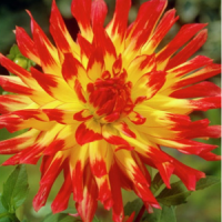 фюрфогель2